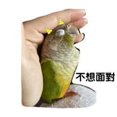 sunconure parrot