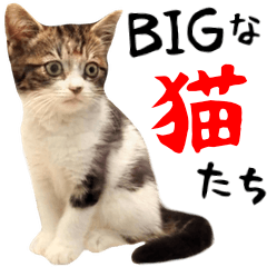 【BIG】猫のかわいい日常スタンプ！