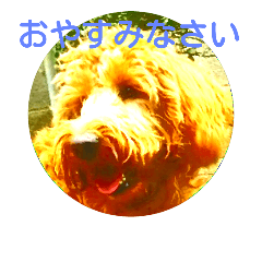 goldendoodle any
