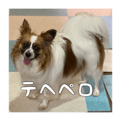 Temari_papillon_dog