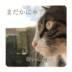 my cat neko love
