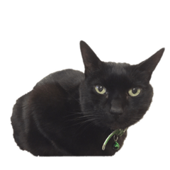 blackcat_goro
