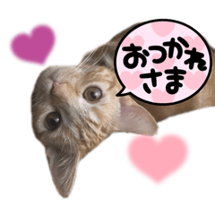 akari_20220217000819