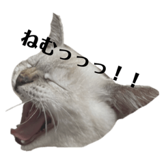 Junko_20220217001114