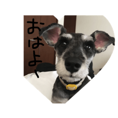 mynameis.shinosuke