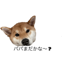 Kuu_shibainu1