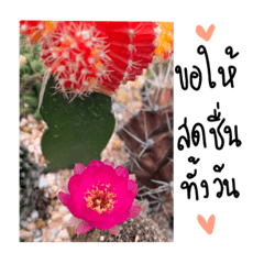 PoMoTo Cactus Nice Words