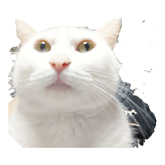 ringo_20220217112542