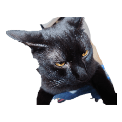 ringo_20220217143602