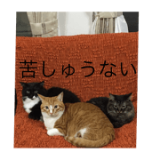 hana-neko