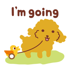 Shaggy poodle_Everyday2_English