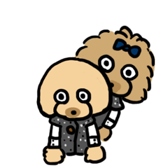 toy poodle SHIN&SORA