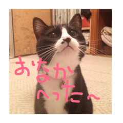 猫のきもち ヒメコ1