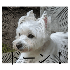 westie dog stamp