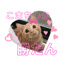 akari_20220217230115