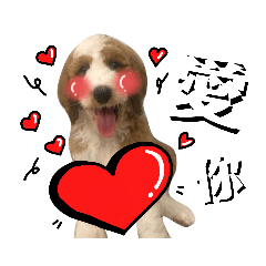 巨型貴賓雙喜＊＊