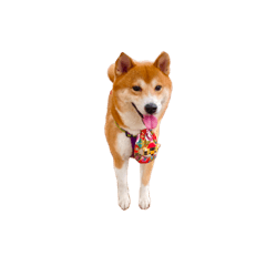 柴男子ここ！
