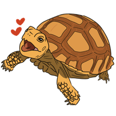 Sulcata everyday language