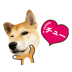 柴犬マンゴーガール3-日本語