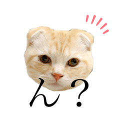 ringo_20220217215522