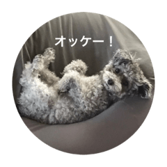 毎日のかわいさ