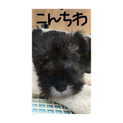 sinosuke