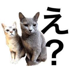 big/medium/small/size3cat