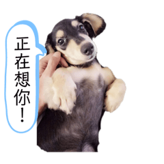 臘腸花花來惹！