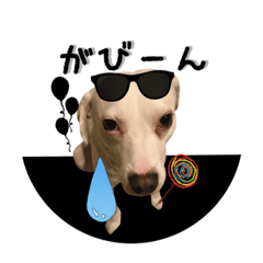 Shiba Inu and Miscellaneous Dog-20