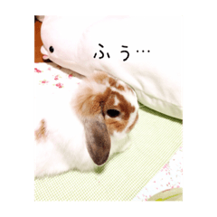 rabbit milli