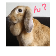 Rabbit-2017