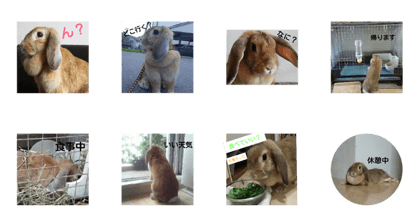 Rabbit-2017