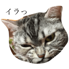 amechan.
