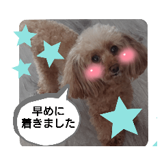 risa_dog_poodle_stamp