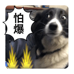 牛牛狗貼圖2