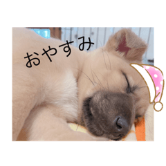 macaron_20220218155237