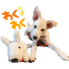 snowy_20220219002958