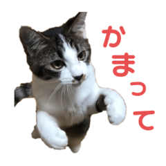 karuma's house cat2