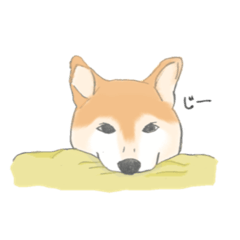 SAKURA shiba-inu