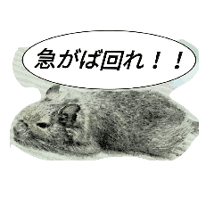 degu anime sticker