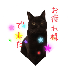 the black cat is kumagoro4