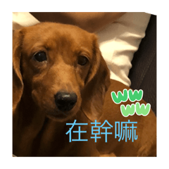 啤兒呆呆
