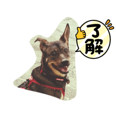 Ping_20220219133447 – LINE stickers | LINE STORE