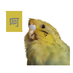 綠藻日常 (虎皮鸚鵡 budgerigar