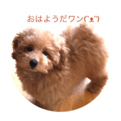 Poodle Tarou