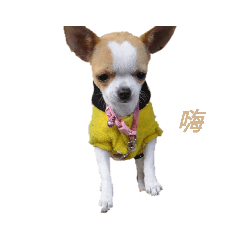 球球是隻吉娃娃