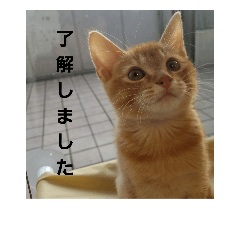 kitty-cat fuku2