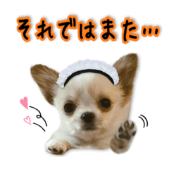 Chihuahua's latte wanko sticker