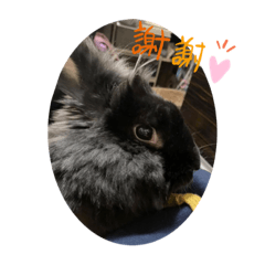 啾啾啾啾啾啾叫