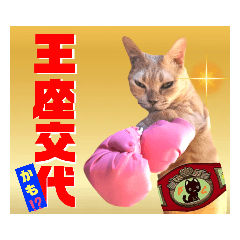 ボクシング好きな猫・1（試合前&試合中）